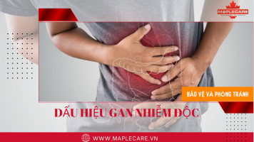 Dấu hiệu của gan nhiễm độc - Maple Care
